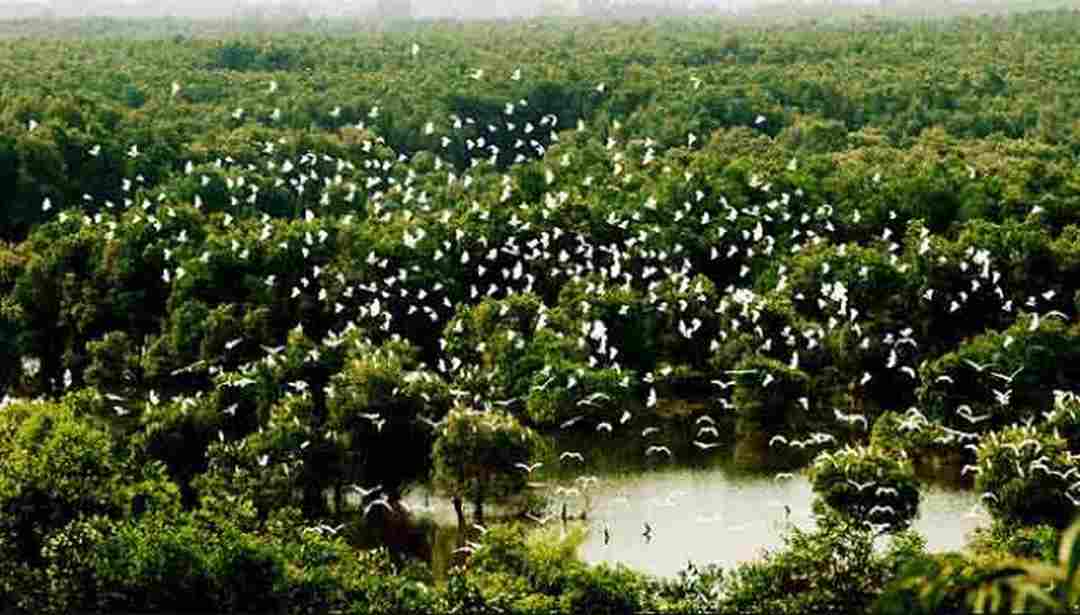 Đàn chim trắng bay trên vùng cây ngập nước