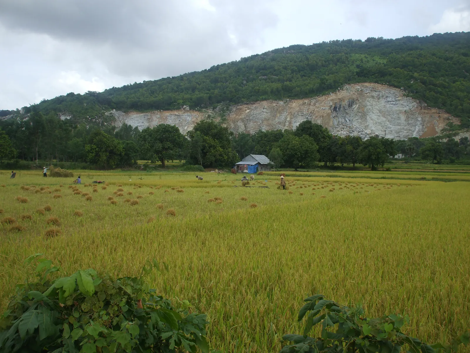 Gặt lúa dưới chân núi Cô Tô ở Tri Tôn, An Giang